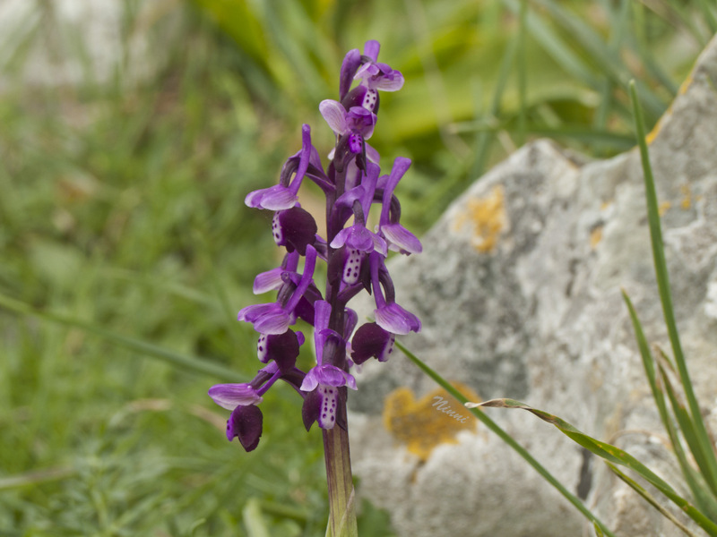 Monte Sparacio